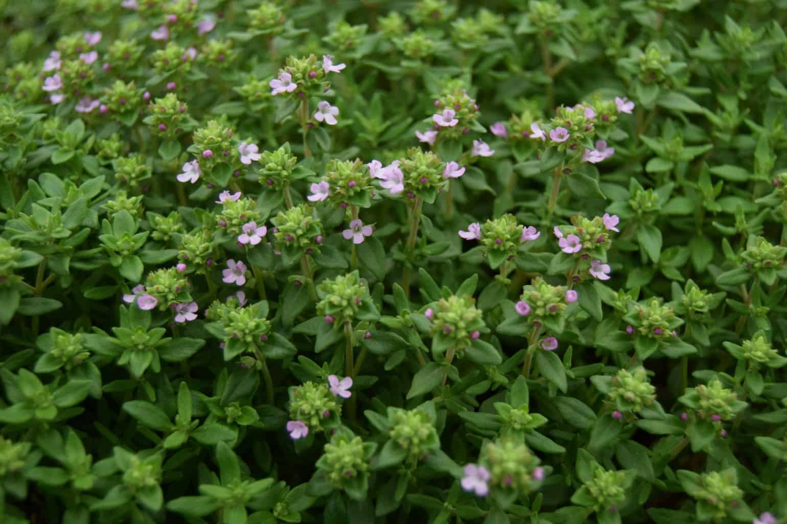 Thymus vulgaris 'Compactus'
